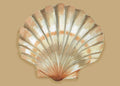 I136 Shell