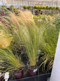 Mexican Feather Grass 1G